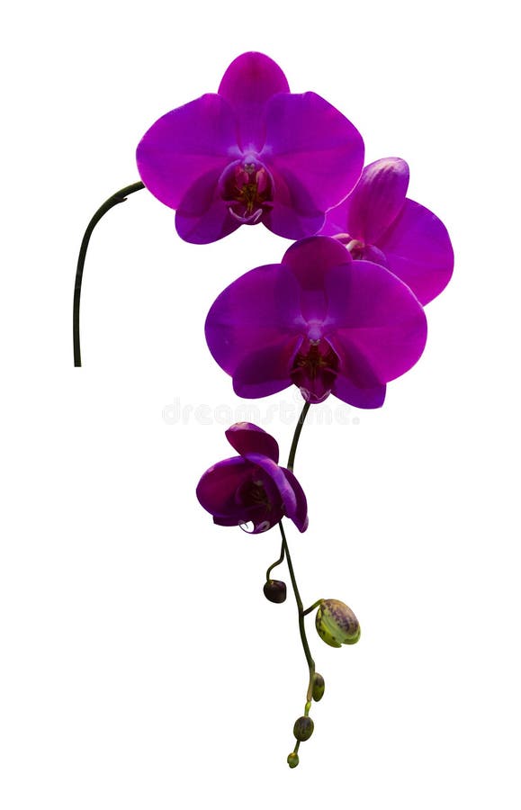 在白色背景隔绝的紫色兰花花小树枝